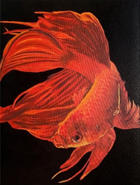 Red Betta